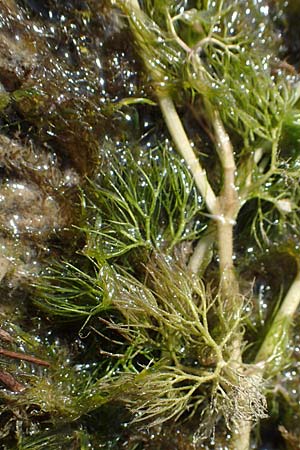 Ranunculus circinatus ? \ Spreizender Wasser-Hahnenfu / Fan-Leaved Water Crowfoot, D Schutterwald 27.4.2021