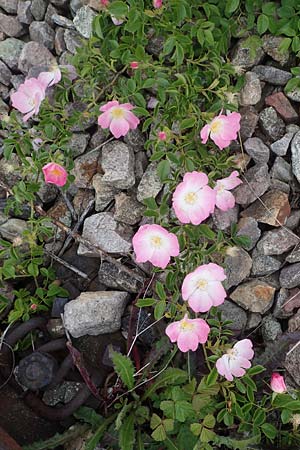 Rosa canina \ Hunds-Rose / Dog Rose, Wild Briar, D Mannheim 22.5.2021