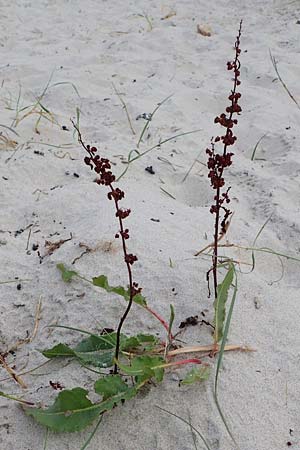 Rumex crispus \ Krauser Ampfer / Curled Dock, D Hohwacht 13.9.2021