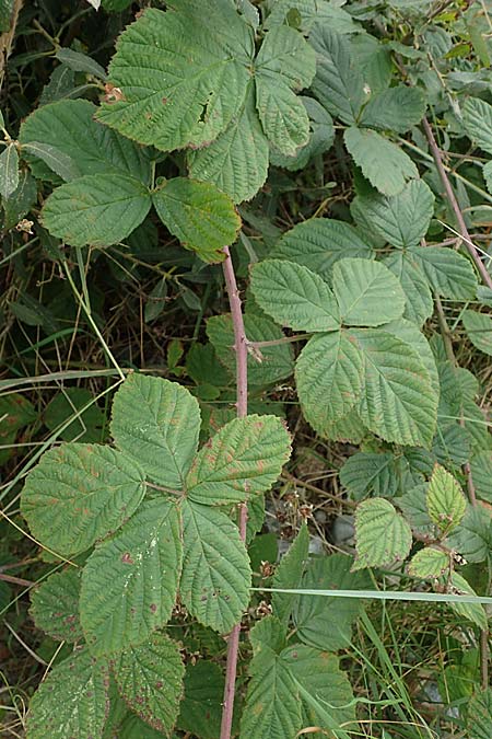 Rubus nemorosus \ Hain-Haselblatt-Brombeere / Wood Bramble, D Hohwacht 13.9.2021