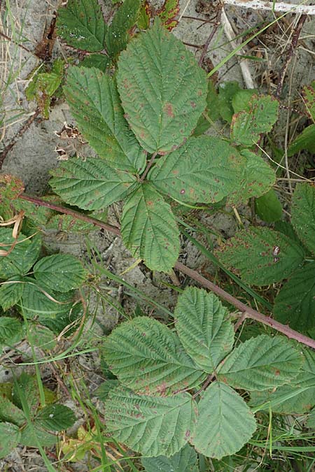 Rubus nemorosus \ Hain-Haselblatt-Brombeere / Wood Bramble, D Hohwacht 13.9.2021