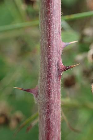 Rubus nemorosus \ Hain-Haselblatt-Brombeere / Wood Bramble, D Hohwacht 13.9.2021