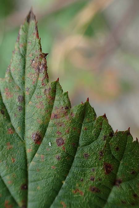 Rubus nemorosus \ Hain-Haselblatt-Brombeere / Wood Bramble, D Hohwacht 13.9.2021