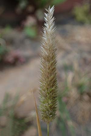 Rostraria cristata, Mediterranean Hair Grass