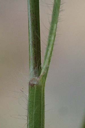 Rostraria cristata \ Echtes Bschelgras, D Frankfurt-Alt Niederursel 30.6.2023