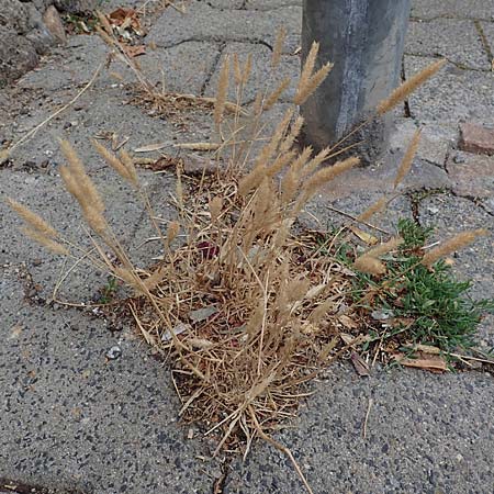 Rostraria cristata \ Echtes Bschelgras / Mediterranean Hair Grass, D Frankfurt-Alt Niederursel 30.6.2023