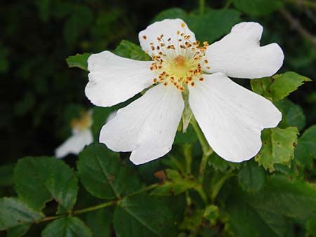 Rosa deseglisei / Deseglise's Rose, D Wurmlingen 3.6.2015