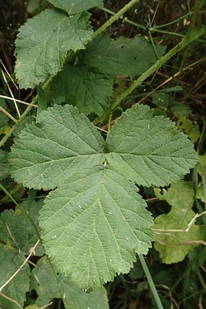 Rubus durospinosus \ Hartstachelige Haselblatt-Brombeere / Hard Spinous Bramble, D Odenwald, Mörlenbach 5.7.2018
