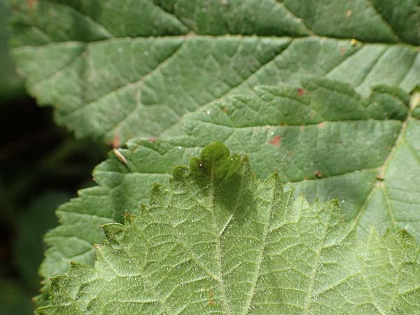 Rubus durospinosus \ Hartstachelige Haselblatt-Brombeere, D Odenwald, Mörlenbach 5.7.2018