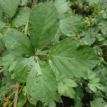 Rubus devitatus \ Gemiedene Brombeere / Shunned Bramble, D Odenwald, Mörlenbach 5.7.2018