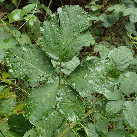 Rubus devitatus \ Gemiedene Brombeere / Shunned Bramble, D Odenwald, Mörlenbach 5.7.2018