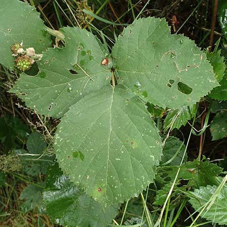 Rubus devitatus \ Gemiedene Brombeere / Shunned Bramble, D Odenwald, Mörlenbach 5.7.2018