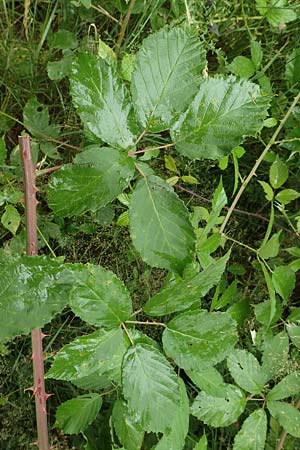 Rubus procerus \ Robuste Brombeere, D Odenwald, Mörlenbach 5.7.2018