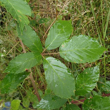 Rubus procerus \ Robuste Brombeere, D Odenwald, Mörlenbach 5.7.2018