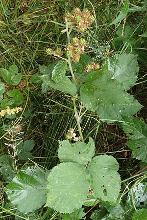 Rubus devitatus \ Gemiedene Brombeere / Shunned Bramble, D Odenwald, Mörlenbach 5.7.2018