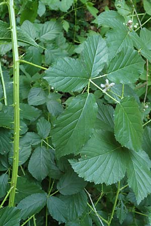 Rubus divaricatus \ Sparrige Brombeere, Auseinandergezogene Brombeere / Spreading Bramble, D Frankfurt-Oberrad 22.6.2019