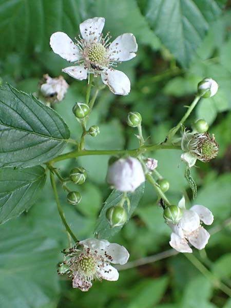 Rubus divaricatus \ Sparrige Brombeere, Auseinandergezogene Brombeere / Spreading Bramble, D Frankfurt-Oberrad 22.6.2019