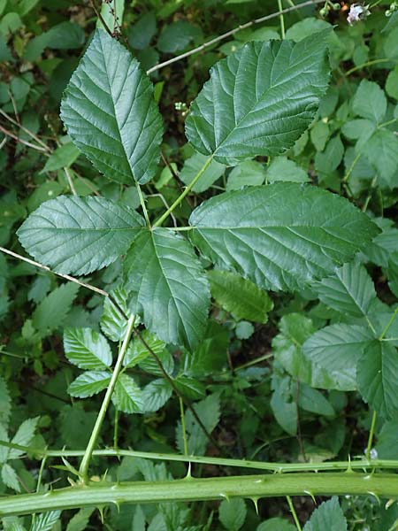 Rubus divaricatus \ Sparrige Brombeere, Auseinandergezogene Brombeere / Spreading Bramble, D Frankfurt-Oberrad 22.6.2019