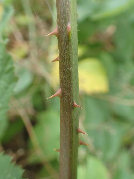 Rubus fruticosus agg. \ Brombeere, D Herne 27.7.2019