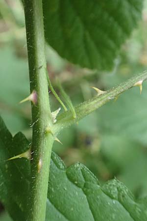 Rubus specC ? \ Brombeere / Bramble, D Herne 27.7.2019