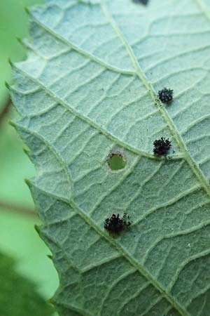 Rubus divaricatus ? \ Sparrige Brombeere, Auseinandergezogene Brombeere / Spreading Bramble, D Karlsruhe 18.8.2019