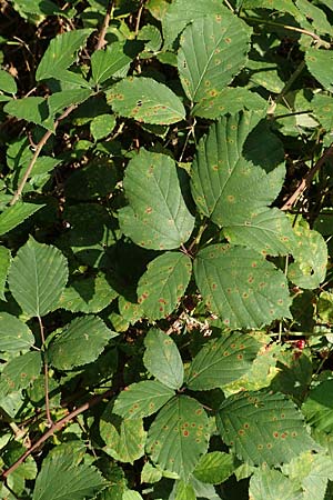 Rubus divaricatus ? \ Sparrige Brombeere, Auseinandergezogene Brombeere / Spreading Bramble, D Rheinstetten-Silberstreifen 18.8.2019