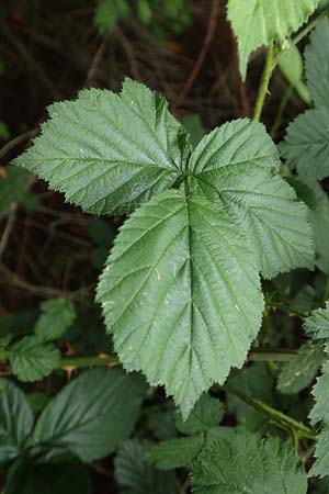 Rubus ducatuscola \ Westflische Brombeere / Westphalian Bramble, D Brilon-Scharfenberg 11.6.2020