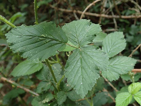 Rubus ducatuscola \ Westflische Brombeere / Westphalian Bramble, D Brilon-Scharfenberg 11.6.2020