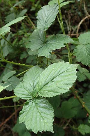 Rubus ducatuscola \ Westflische Brombeere / Westphalian Bramble, D Brilon-Scharfenberg 11.6.2020