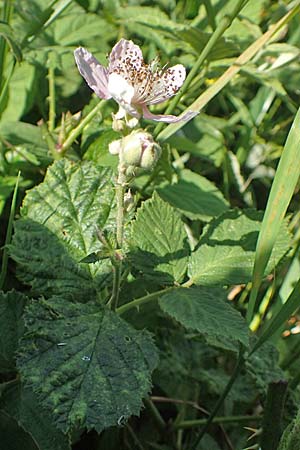 Rubus dichtstachelig \ Dichtstachelige Haselblatt-Brombeere / Dense-Spined Hazel-Leaf Bramble, D Odenwald, Lindenfels 26.6.2020