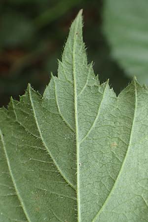 Rubus distractus \ Auseinandergezogene Brombeere, Spreizrispige Brombeere, D Warburg-Herlinghausen 29.7.2020