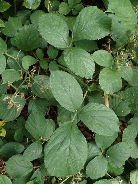 Rubus distractus \ Auseinandergezogene Brombeere, Spreizrispige Brombeere / Splayed-Panicle Bramble, D Warburg-Herlinghausen 29.7.2020
