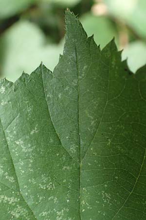 Rubus distractus \ Auseinandergezogene Brombeere, Spreizrispige Brombeere, D Warburg-Herlinghausen 29.7.2020