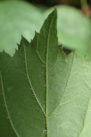 Rubus distractus \ Auseinandergezogene Brombeere, Spreizrispige Brombeere, D Warburg-Herlinghausen 29.7.2020