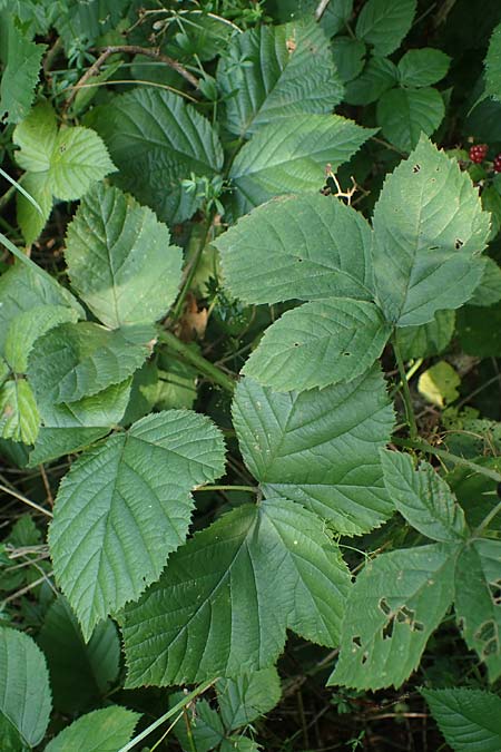 Rubus durospinosus \ Hartstachelige Haselblatt-Brombeere / Hard Spinous Bramble, D Odenwald, Fürth 21.8.2021