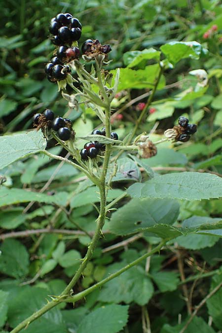 Rubus durospinosus \ Hartstachelige Haselblatt-Brombeere / Hard Spinous Bramble, D Odenwald, Fürth 21.8.2021