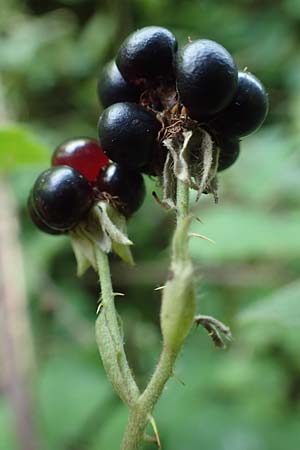 Rubus durospinosus \ Hartstachelige Haselblatt-Brombeere / Hard Spinous Bramble, D Odenwald, Fürth 21.8.2021
