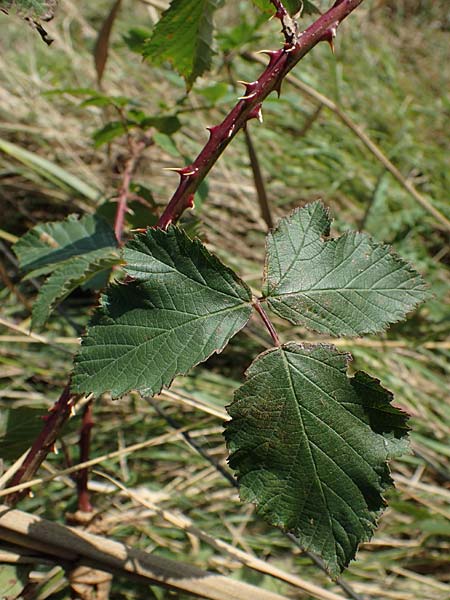 Rubus pseudothyrsanthus ? / False Grabowski's Bramble, D Hohwacht 14.9.2021
