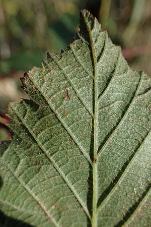 Rubus pseudothyrsanthus ? / False Grabowski's Bramble, D Hohwacht 14.9.2021