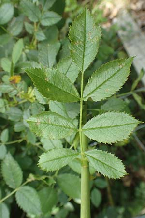 Rosa elliptica \ Keilblttrige Rose / Wedge-Leaved Rose, D Großheubach am Main 20.6.2016