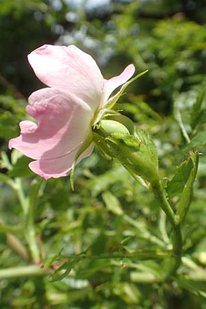 Rosa elliptica \ Keilblttrige Rose / Wedge-Leaved Rose, D Großheubach am Main 20.6.2016