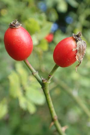 Rosa elliptica / Wedge-Leaved Rose, D Großheubach am Main 10.9.2016