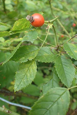 Rosa elliptica / Wedge-Leaved Rose, D Großheubach am Main 10.9.2016