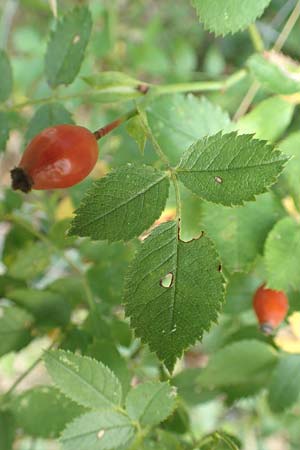 Rosa elliptica \ Keilblttrige Rose / Wedge-Leaved Rose, D Großheubach am Main 10.9.2016