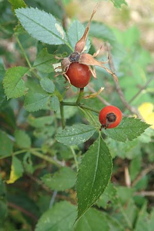 Rosa elliptica / Wedge-Leaved Rose, D Großheubach am Main 10.9.2016