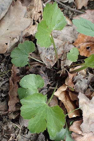 Ranunculus eifeliensis \ Eifel-Gold-Hahnenfu / Eifel Goldilocks, D Hillesheim-Walsdorf 22.4.2017