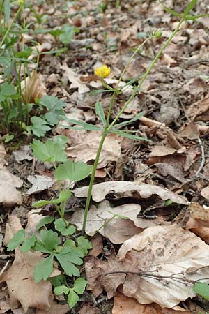 Ranunculus eifeliensis \ Eifel-Gold-Hahnenfu / Eifel Goldilocks, D Hillesheim-Walsdorf 22.4.2017