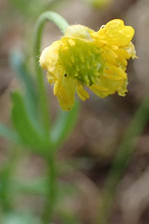 Ranunculus eifeliensis \ Eifel-Gold-Hahnenfu / Eifel Goldilocks, D Bad Münstereifel 22.4.2017