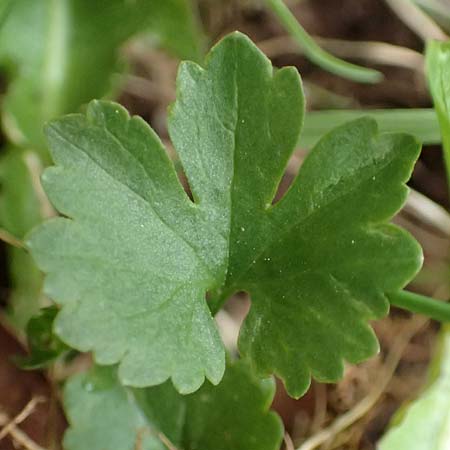 Ranunculus eifeliensis \ Eifel-Gold-Hahnenfu, D Bad Münstereifel 22.4.2017