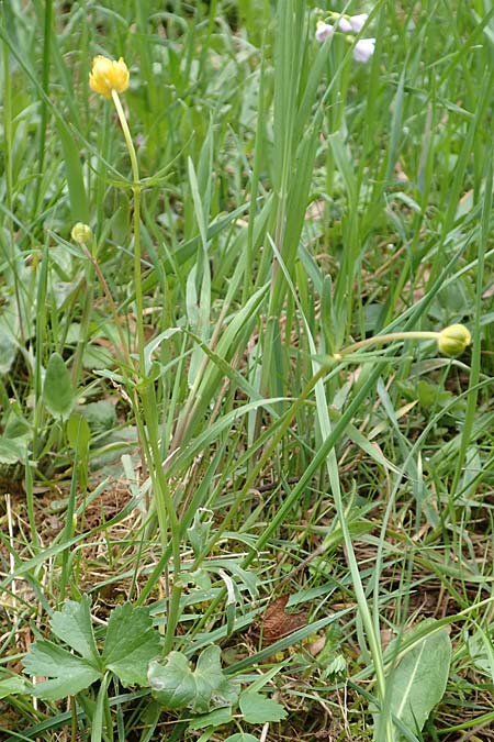 Ranunculus eifeliensis \ Eifel-Gold-Hahnenfu, D Bad Münstereifel 22.4.2017